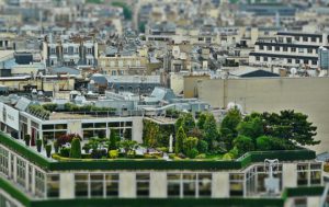 Roof Top Garden