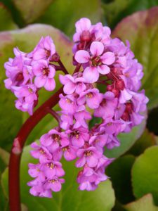 Bergenia