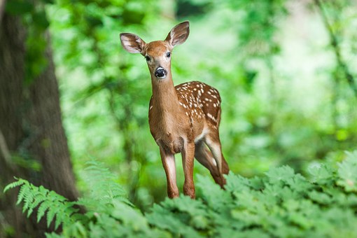 Rabbit and Deer Proofing your Container Garden- Stop Flower Heads Disappearing