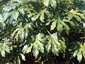 Fatsia