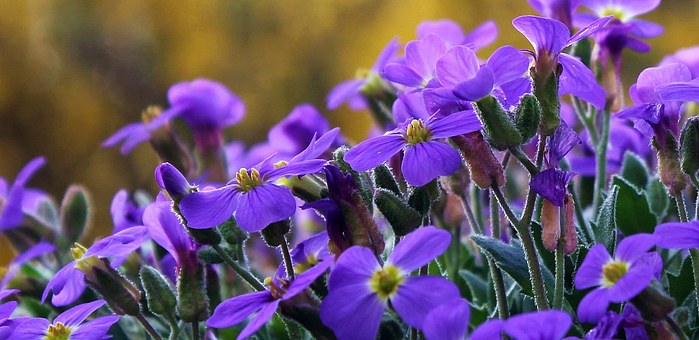 Rabbit and Deer Proofing your Container Garden- Stop Flower Heads ...