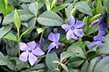 Vinca