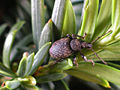 Vine Weevil