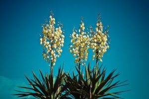 Yucca