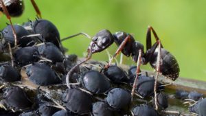 Ants and Aphids