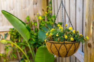 A hanging basket