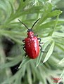 Lily beetle