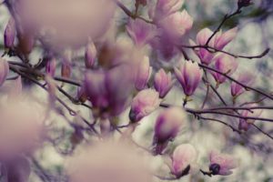 Traditional Magnolia tree