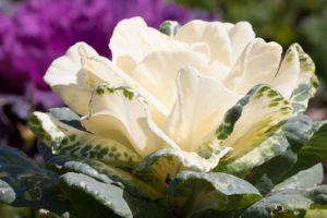 Ornamental cabbage