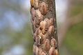 Scale insects