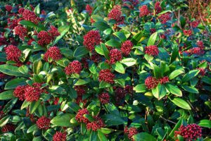 Skimmia