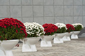 Toilet planter