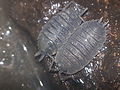 Woodlice