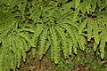 Adiantum