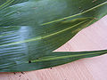 Aspidistra