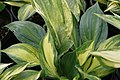 Hosta r