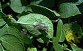 Blight potatoes containers