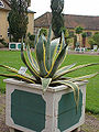 Agave