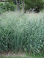 panicum