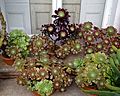 Aeonium