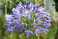 Agapanthus