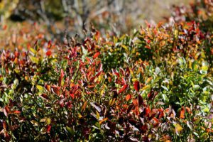 Bilberry soft fruit containers