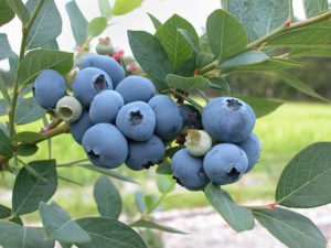 Blueberry Soft fruit Containers