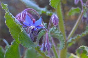 Borage