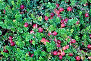 Cranberry sodt fruit bush