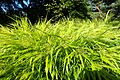 Hakonechloa