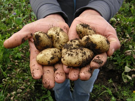 Harvest Potatoes Containers