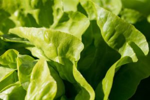 Lettuce vegetable containers