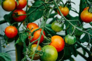 Tomatoes children gardening