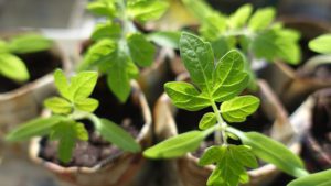 Tomato seedlings containers