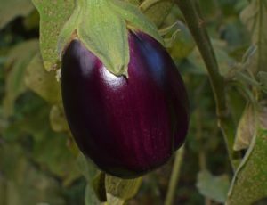 Aubergine vegetable container