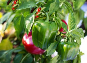 pepper vegetable container