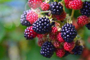 Blackberry soft fruit containers