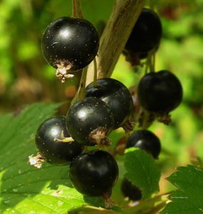 Blackcurrant soft fruit bushes