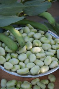 Broad bean vegetables containers