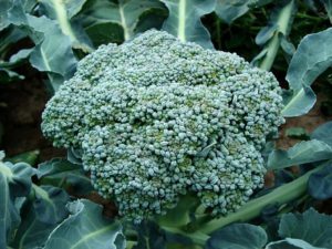 Broccoli vegetables containers.