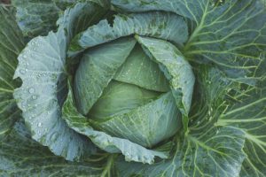 Cabbage vegetable containers