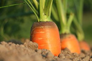 Carrot vegetable containers