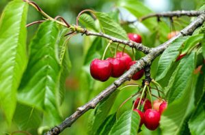 Cherry Tree