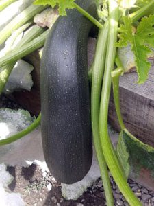 Courgette vegetable containers