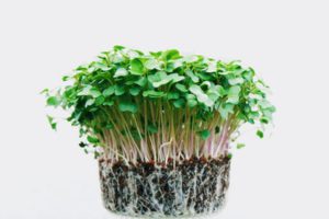 Cress children gardening