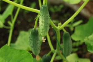 Cucumber vegetable container