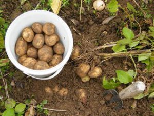 OPotatoes Children Gardening