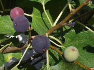 Fig tree