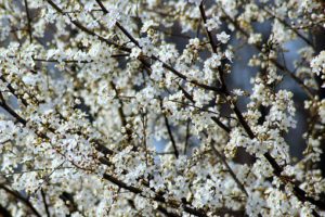 fruit tree