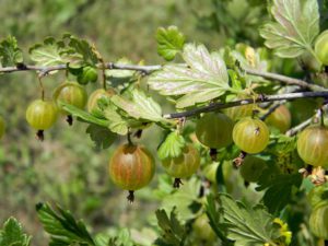 Gooseberry soft Fruit containers